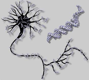 Cientistas criam primeira rede neural artificial usando DNA